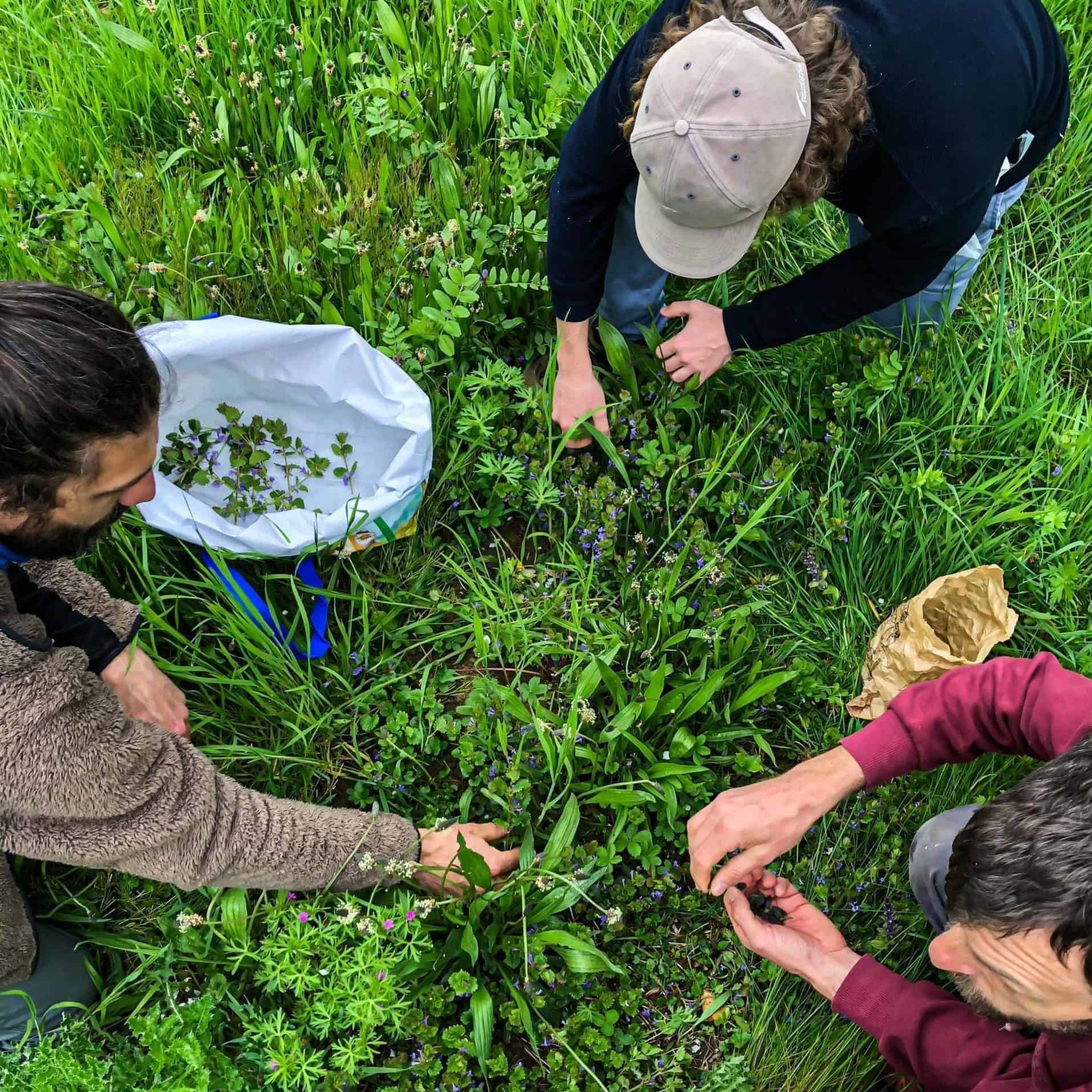 Séjour thématique Nomades des Terres - Mauvaises Plantes Joyeux Festin